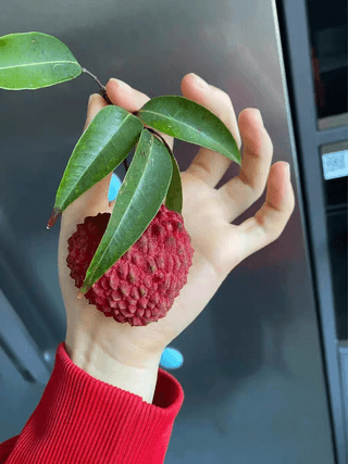 다디단 망고 농장님의 기타작물 · 영농일지 작성글 사진