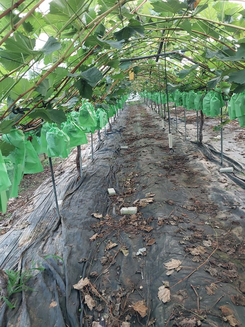 이옥신님의 장터 판매 상품 [샤인머스켓] 첨부 사진