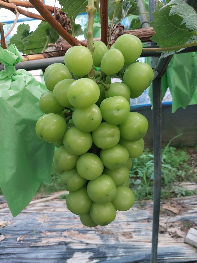 이옥신님의 장터 판매 상품 [샤인머스켓] 첨부 사진