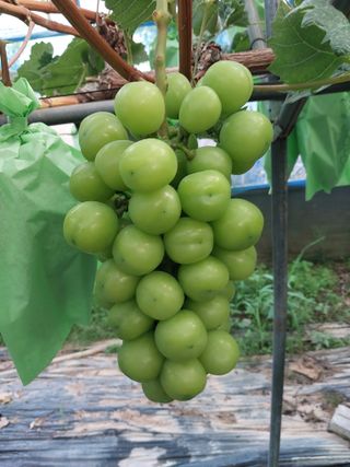 이옥신님의 작성글 사진