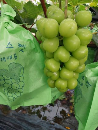 이옥신님의 작성글 사진