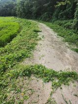 팜모닝 벼·영농일지 게시글 이미지