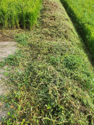 백화산지킴이산야초님의 벼 · 영농일지 작성글 사진