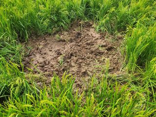 백화산지킴이산야초님의 벼 · 영농일지 작성글 사진