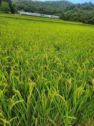 백화산지킴이산야초님의 벼 · 영농일지 작성글 사진