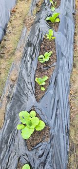 팜모닝 배추·영농일지 게시글 이미지