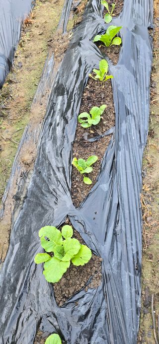 아침이슬청과님의 배추 · 영농일지 작성글 사진