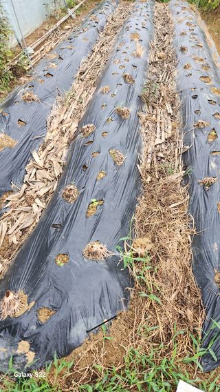 이명화님의 기타작물 · 영농일지 작성글 사진