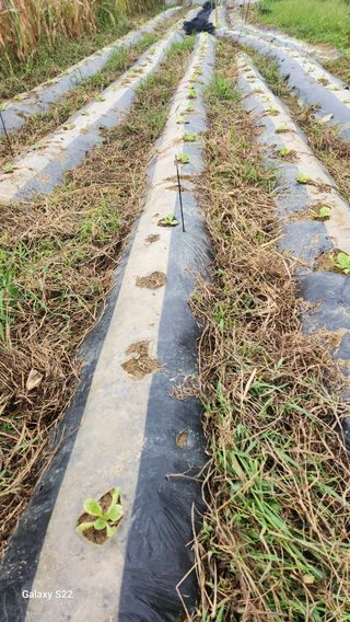 이명화님의 기타작물 · 영농일지 작성글 사진