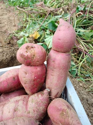 정원영님의 고구마 · 영농일지 작성글 사진