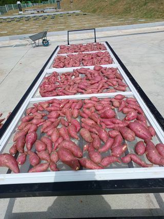 정원영님의 고구마 · 영농일지 작성글 사진