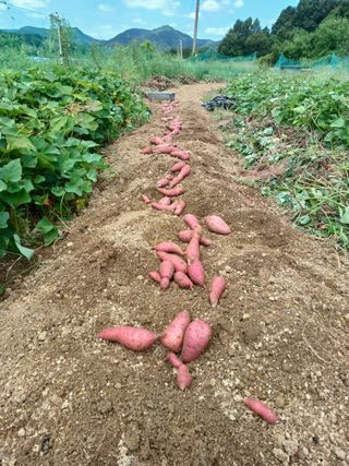 정원영님의 고구마 · 영농일지 작성글 사진