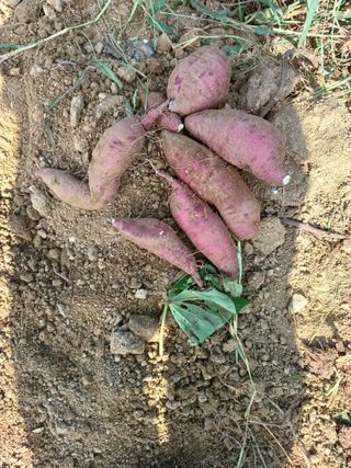 정원영님의 고구마 · 영농일지 작성글 사진