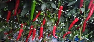 심기섭님의 고추 · 영농일지 작성글 사진