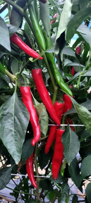 심기섭님의 고추 · 영농일지 작성글 사진