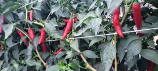 심기섭님의 고추 · 영농일지 작성글 사진