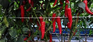 심기섭님의 고추 · 영농일지 작성글 사진