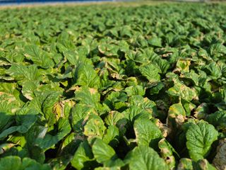 돌산갓스타님의 자유주제 · 자유게시판 작성글 사진