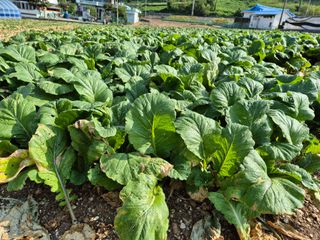 돌산갓스타님의 자유주제 · 자유게시판 작성글 사진