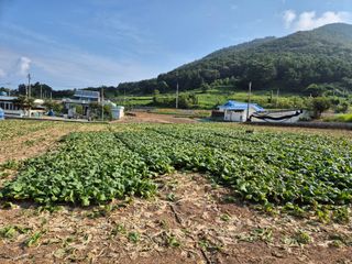 돌산갓스타님의 자유주제 · 자유게시판 작성글 사진