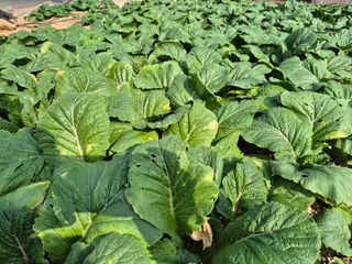 돌산갓스타님의 자유주제 · 자유게시판 작성글 사진