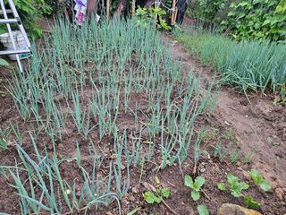 이신님의 9월 농사계획 공유하기 · 참여글 작성글 사진