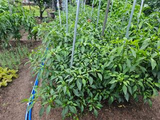 이신님의 9월 농사계획 공유하기 · 참여글 작성글 사진