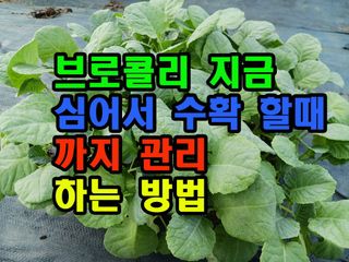 꿈꾸는텃밭님의 기타작물 · 영농일지 작성글 사진