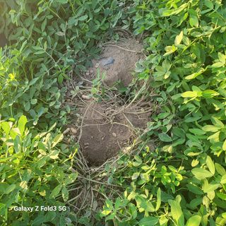 우진(초보농사꾼)님의 기타작물 · 영농일지 작성글 사진