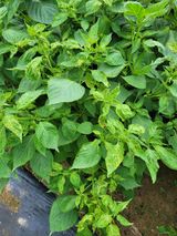 팜모닝 들깨·병해충상담 게시글 이미지