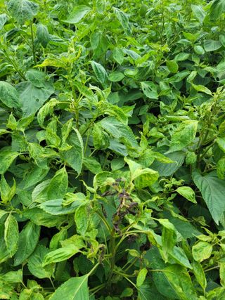 이상열님의 들깨 · 병해충상담 작성글 사진