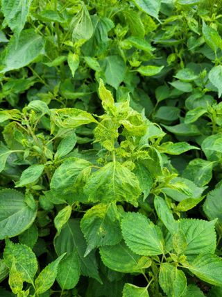 이상열님의 들깨 · 병해충상담 작성글 사진