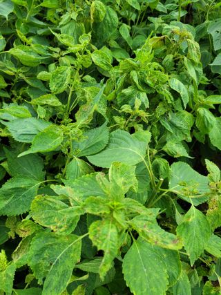 이상열님의 들깨 · 병해충상담 작성글 사진