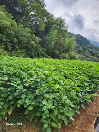 이윤마을 농민님의 자유주제 · 자유게시판 작성글 사진