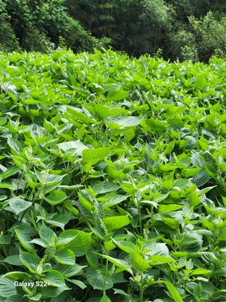 이윤마을 농민님의 자유주제 · 자유게시판 작성글 사진