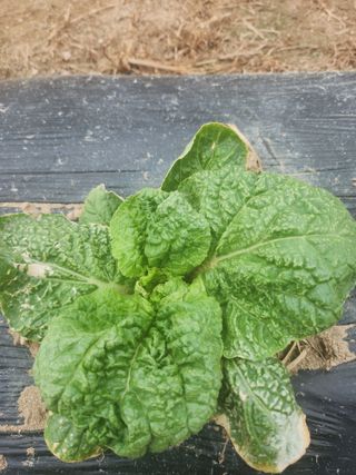 처음님의 배추 · 병해충상담 작성글 사진