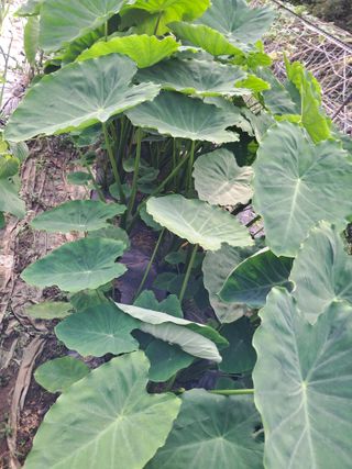 최한기님의 자유주제 · 건의해요 작성글 사진