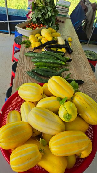 전영순님의 고구마 · 영농일지 작성글 사진