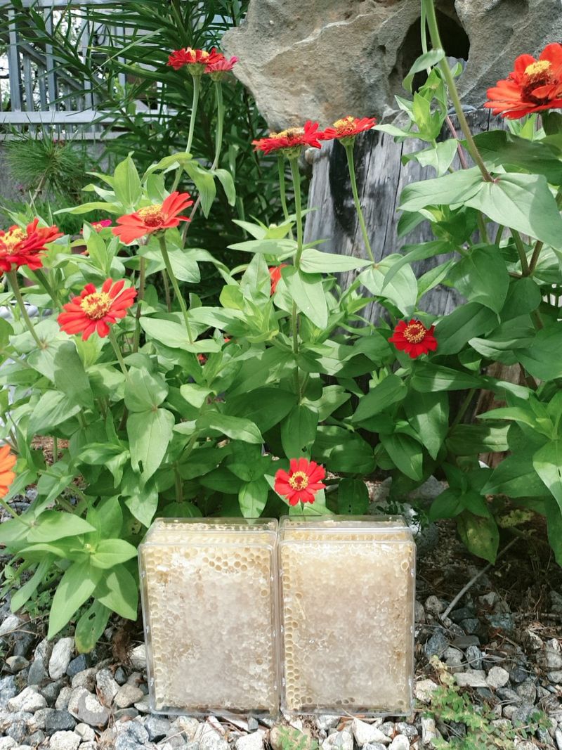 장터 상품 [벌집꿀] 썸네일