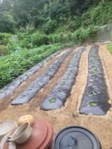 팜모닝 자유주제·자유게시판 게시글 이미지