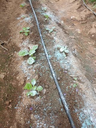 박상현님의 배추 · 영농일지 작성글 사진