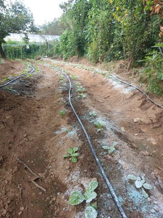 박상현님의 배추 · 영농일지 작성글 사진