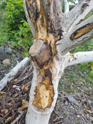 김용대님의 자유주제 · 자유게시판 작성글 사진