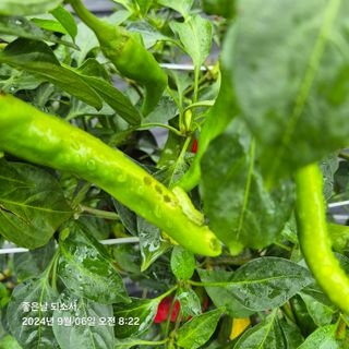 김진님의 자유주제 · 자유게시판 작성글 사진