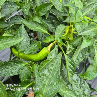 김진님의 자유주제 · 자유게시판 작성글 사진