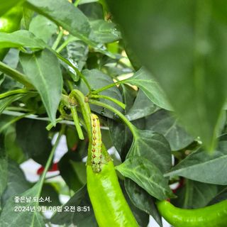 김진님의 자유주제 · 자유게시판 작성글 사진