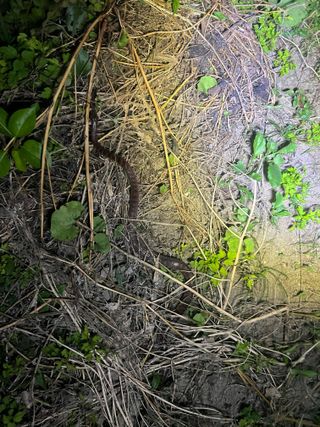 보고가든님의 자유주제 · 자유게시판 작성글 사진