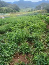 팜모닝 자유주제·자유게시판 게시글 이미지