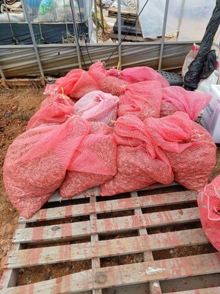 결단이님의 파 · 영농일지 작성글 사진