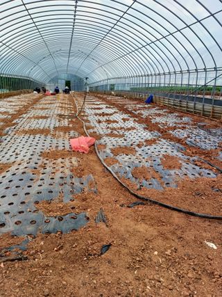 결단이님의 파 · 영농일지 작성글 사진